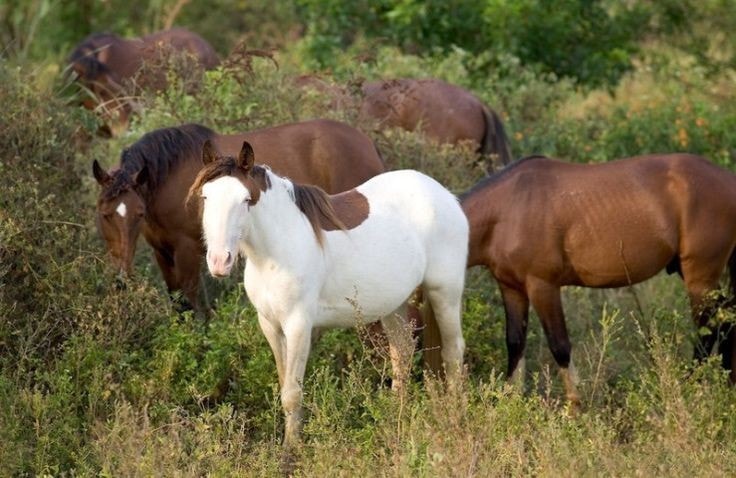 Abaco Barb Horses